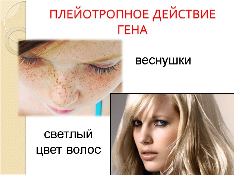 ПЛЕЙОТРОПНОЕ ДЕЙСТВИЕ ГЕНА веснушки светлый цвет волос